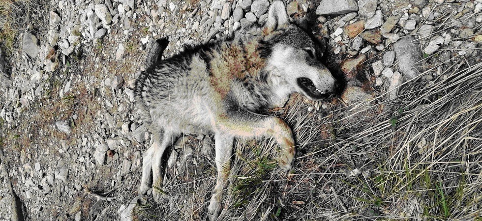 Foto d'archivio Lupo ucciso a Nago, la guardia zoofila mette una taglia da 3.000 euro sui bracconieri